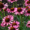 Echinacea Tennesiensis Rocky Top Hybrid